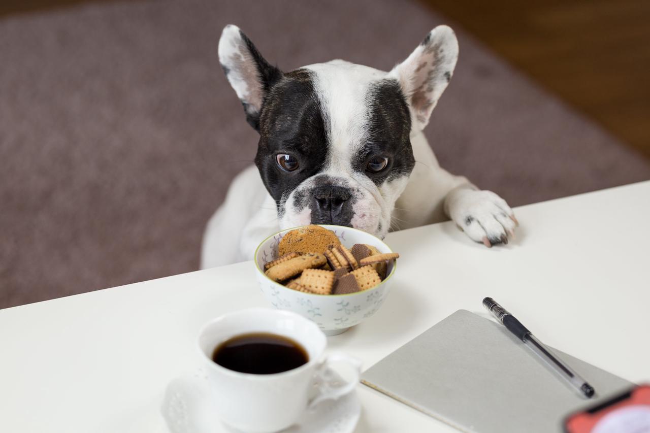 New Year, New Treats: Balancing Flavor and Health for Your Pet