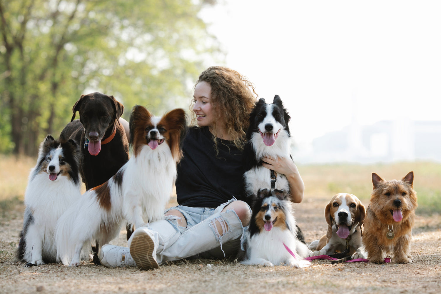 Exploring Dog Personalities Through MBTI