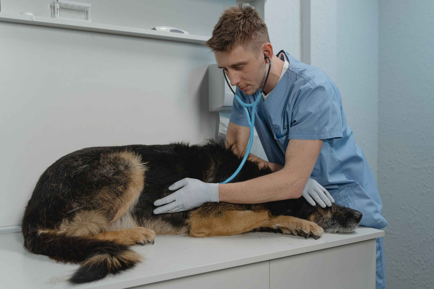 The Rising Cost of Vet Care in Australia: Why Pet Insurance is a Necessity