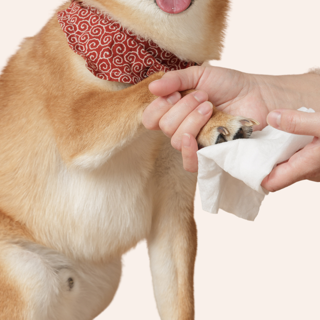 Wet paw top